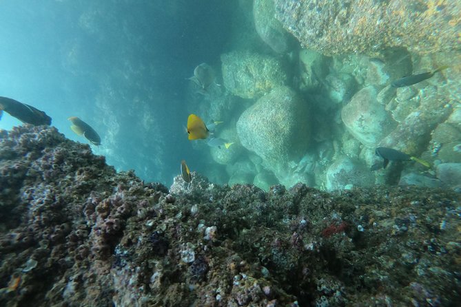 Full-Day Experience in Banderas Bay - Los Arcos de Mismaloya: Five Islands, Caves, and Another Snorkel Chance
