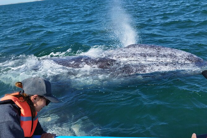 Full Day Gray Whale Watching Experience - Key Highlights You’ll Feel the Moment You Go