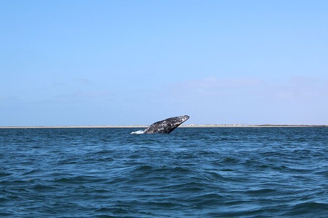 Full Day Gray Whale Watching Experience - Gray Whale National Park From La Paz: The Big Day Plan