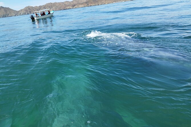 Full Day Gray Whale Watching Experience - Who This Trip Fits Best