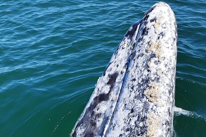 Full Day Gray Whale Watching Experience - On the Water in a Panga: Mangroves, Timing, and the Two-Hour Watch