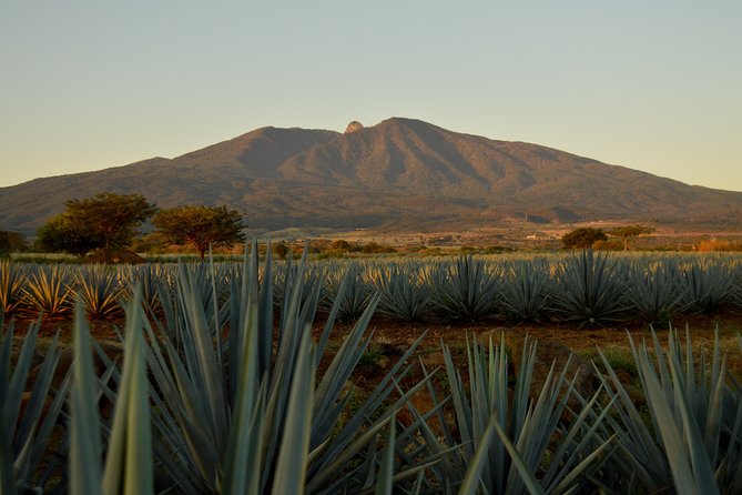 Full-Day Tequila Tour from Guadalajara - A Day Built Around Agave, Not Just Bottles