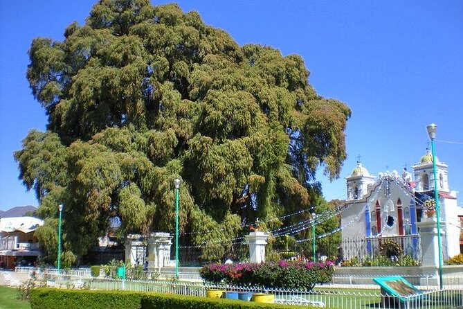 full day tour : Boil the water, Teotitlan, Mezcal, tule and Mitla - El Tule village and Santa María del Tule: 30 minutes for the famous tree