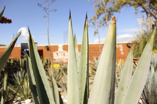 full day tour : Boil the water, Teotitlan, Mezcal, tule and Mitla - Meeting point and timing: plan like it’s a whole day