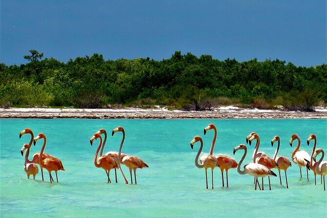 Full Day Tour to the Best of Holbox - Price and the add-on costs you should budget