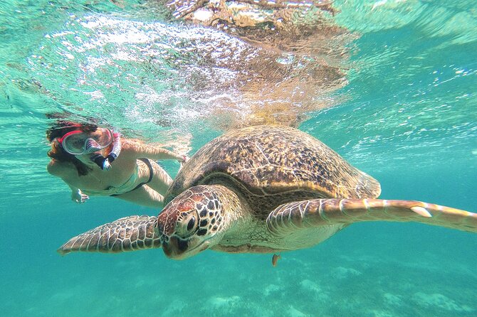 Full Day Tour to Tulum Cenote and Swim with Turtles in Akumal - Key highlights you should know before you go