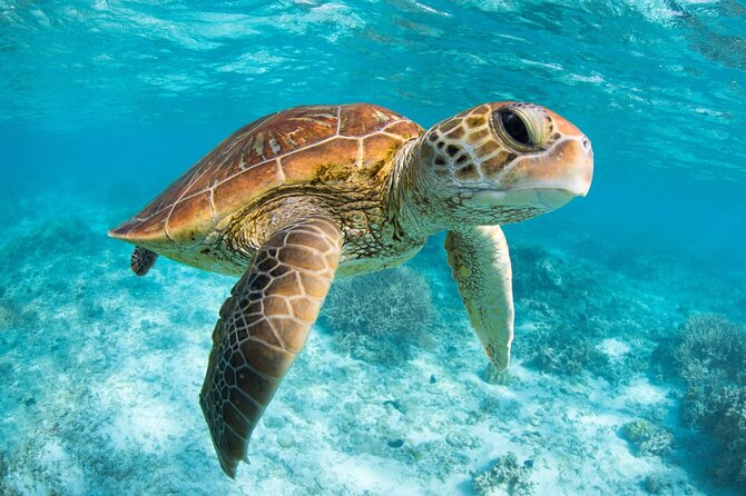 Full Day Tour to Tulum Cenote and Swim with Turtles in Akumal - Lunch, Drinks, and the Real Value of the $89 Price