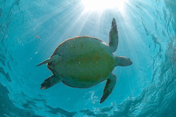 Full Day Tulum Ruins Tour Cenote and Swimming with Sea Turtles - Lunch and comfort breaks: included, but timing can still surprise you