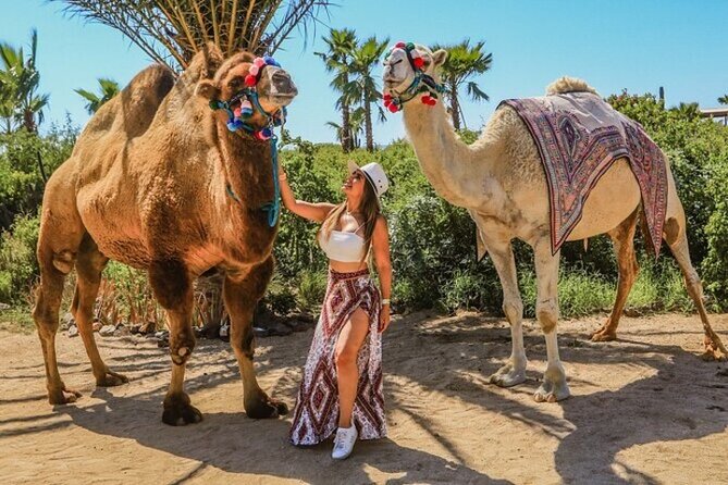 Fun Camel Ride and UTV COMBO with Tequila Tasting! - Camel Safari Meets UTV Power in Cabo