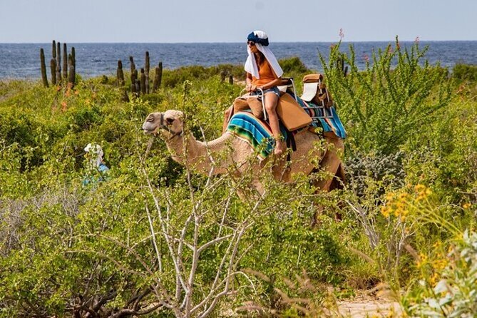 Fun Camel Ride and UTV COMBO with Tequila Tasting! - Tequila Tasting That Fits Real Taste, Not Just Party Mode