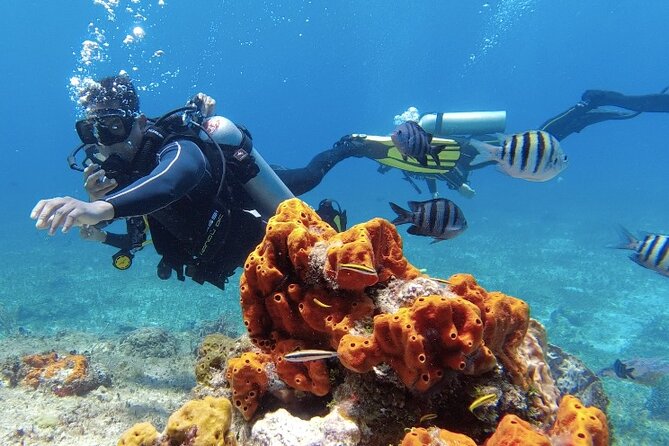 Fun Dive Machine in Playa del Carmen or Cozumel-For Certificates - Playa del Carmen or Cozumel, which reef fits your mood?