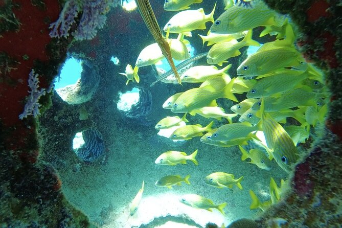Fun Dive Machine in Playa del Carmen or Cozumel-For Certificates - Boat transfer and small-group coaching on the water