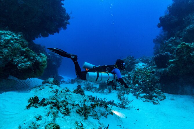 Fun Dive Machine in Playa del Carmen or Cozumel-For Certificates - What you can realistically expect to see underwater