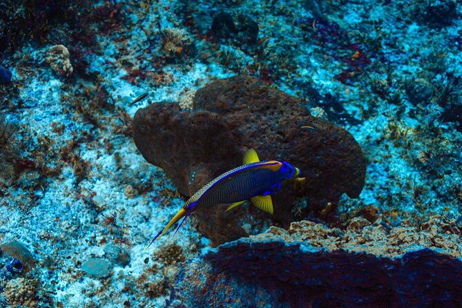 Fun Dive Machine in Playa del Carmen or Cozumel-For Certificates - Included vs. not included, so you don’t get surprised