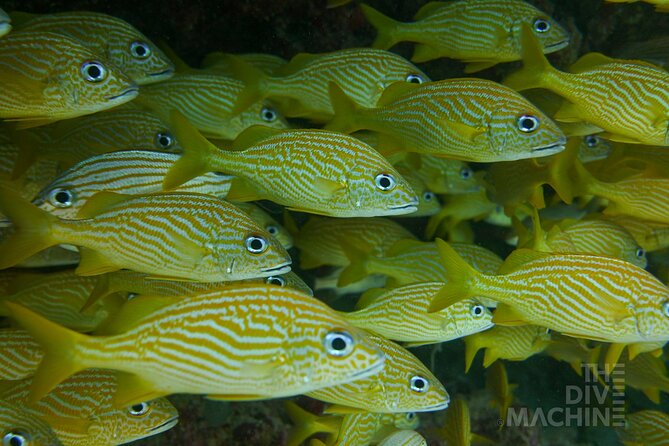 Fun Dive Machine in Playa del Carmen or Cozumel-For Certificates - The 4-hour reality, what the schedule feels like