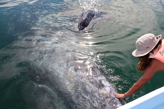 Gray Whale Watching Tour with Marine Biologist and Small Group - Gray Whales in Baja, Why This Day Feels Different