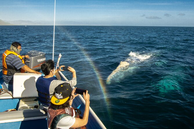 Gray Whale Watching Tour with Marine Biologist and Small Group - The La Paz to Puerto Chale Road Trip (And Why You Should Accept It)