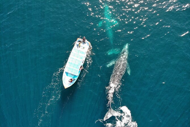 Gray Whale Watching Tour with Marine Biologist and Small Group - Three Hours on the Water, Not a Quick Whale Hunt