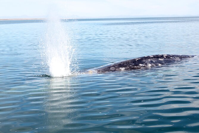 Gray Whale Watching Tour with Marine Biologist and Small Group - Price and Value: $376.34 Per Person, What You’re Actually Buying