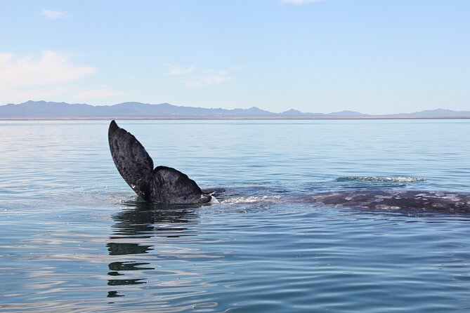 Gray Whale Watching Tour with Marine Biologist and Small Group - What to Bring and How to Dress for Baja Wind
