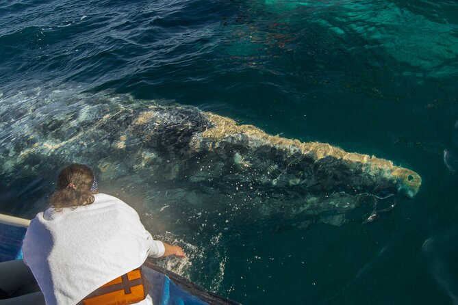 Gray Whale Watching Tour with Marine Biologist and Small Group - Who Should Book This Gray Whale Tour