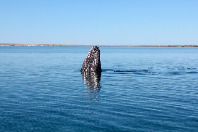 Gray Whale Watching Tour with Marine Biologist and Small Group - Quick Booking Tips for the Season Dates
