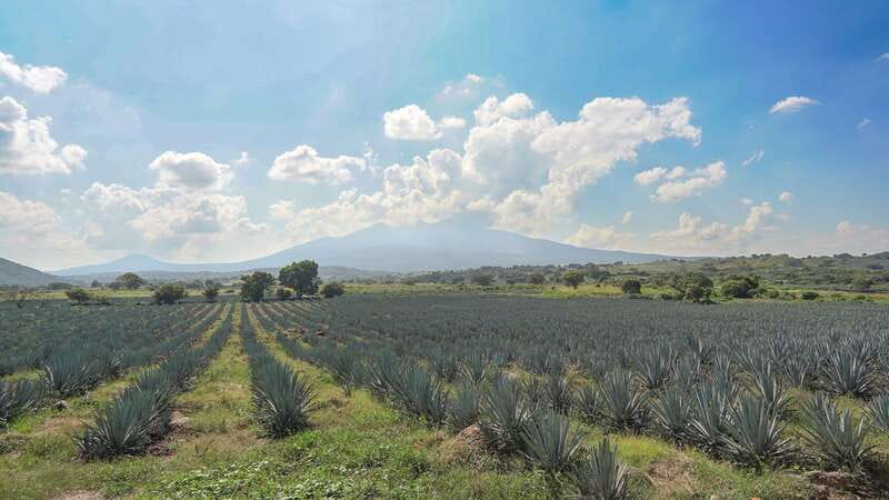 Guadalajara: Premium Tequila Tour with Tastings and Pairings - Key points before you go