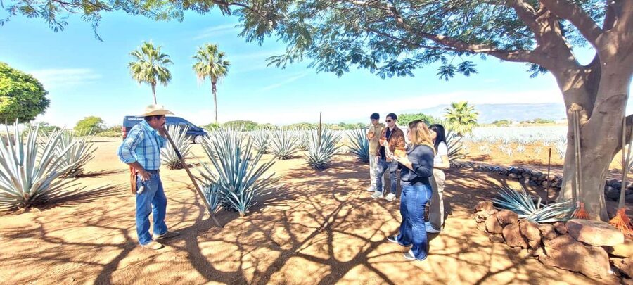 Guadalajara: Tequila Day Trip with Jose Cuervo Option - Who should book this, and who should skip it