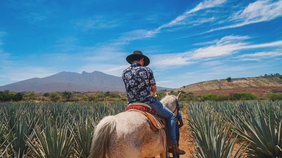Guadalajara: Tequila Day Trip with Jose Cuervo Option - How this Guadalajara to Tequila day trip really plays
