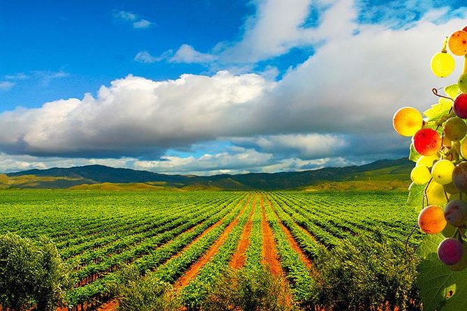 Guadalupe Valley Wine Route Tour in Baja California - Key things to know before you go