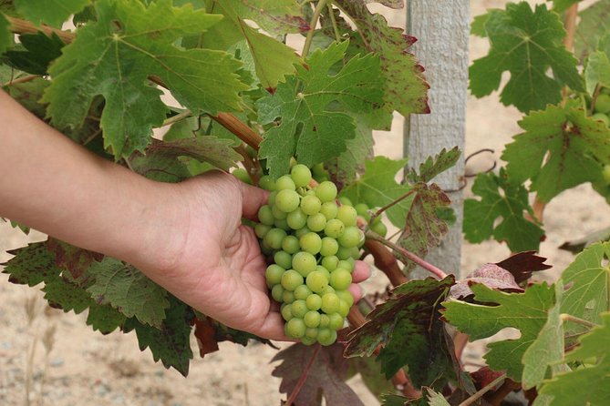 Guadalupe Valley Wine Route Tour in Baja California - Stop 1: Bodegas de Santo Tomás, founded in 1888