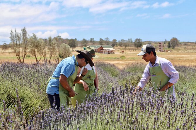 Guided Lavender Experience: Cultivation, Uses and Tasting - Key highlights you should know