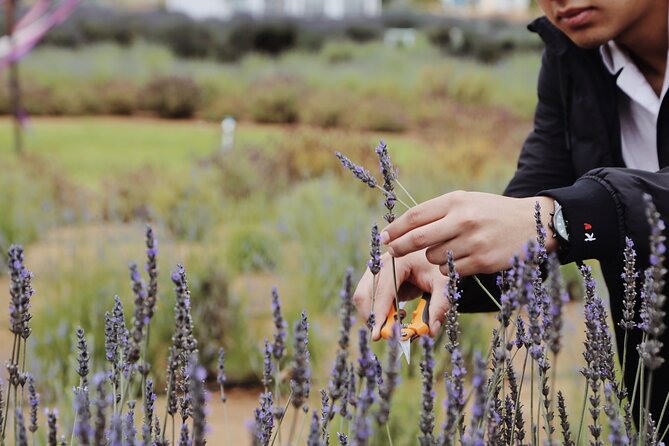 Guided Lavender Experience: Cultivation, Uses and Tasting - Entering Aires de Lavanda in Ensenada, Mexico