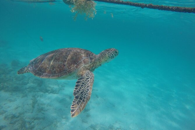 Half Day Akumal Beach Swim and Snorkel with Turtles Experience - From Playa del Carmen to Akumal Beach: Pickup, Meeting Point, and Real Timing