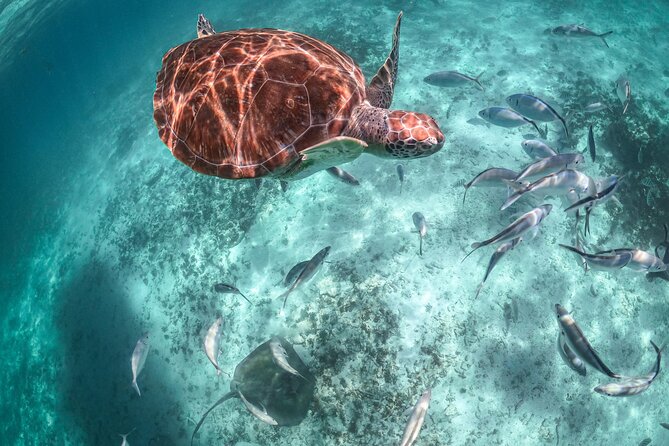 Half Day Akumal Beach Swim and Snorkel with Turtles Experience - Turtle Fees, Government Fees, and the Sunscreen Rule