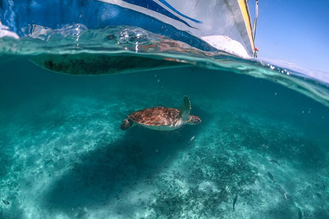 Half Day Akumal Beach Swim and Snorkel with Turtles Experience - Guides and Logistics: What the Best Days Tend to Include