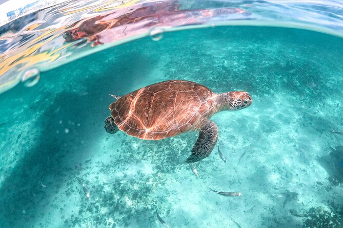 Half Day Akumal Beach Swim and Snorkel with Turtles Experience - Cost and Value: Is $89.61 a Good Deal?
