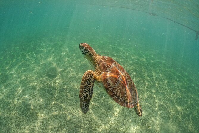 Half Day Akumal Beach Swim and Snorkel with Turtles Experience - Who This Tour Fits Best (and Who Might Feel Frustrated)