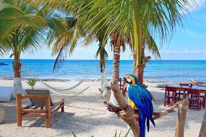Half-Day Island Tour with Mayan Experience & Beach Break - Who This Tour Suits Best (and Who Should Reconsider)