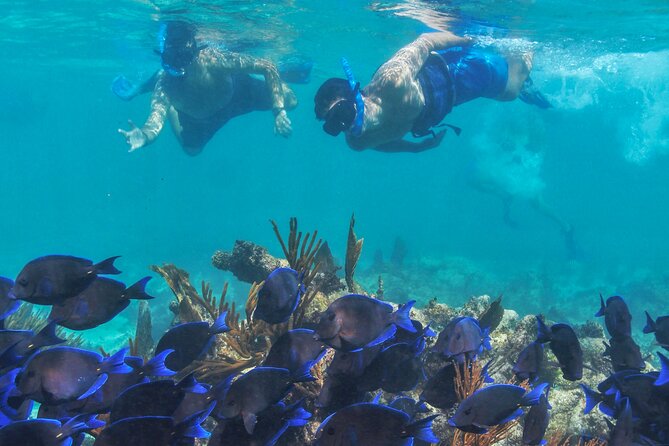 Half-Day Luxury Sailing Experience in Tulum with Open Bar - Snorkeling, Turtle Odds, and Why the Swim Time Can Vary