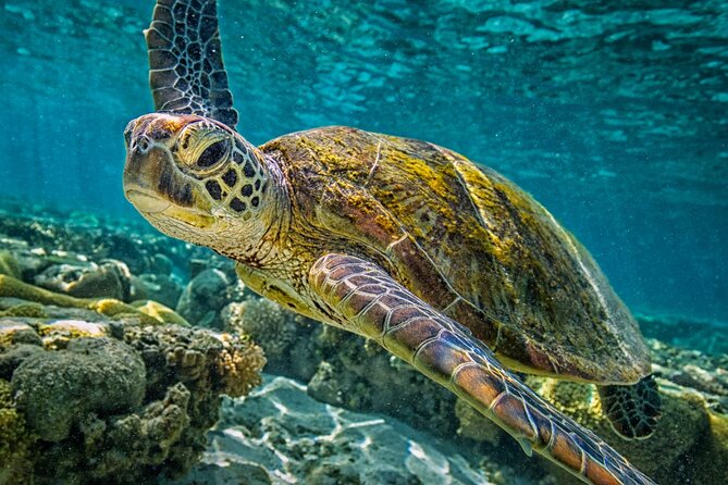 Half-Day Puerto Morelos Snorkeling Experience with Lunch - Puerto Morelos reef barrier: coral you reach faster than you think
