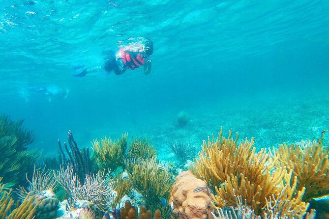 Half-Day Puerto Morelos Snorkeling Experience with Lunch - Price and value: what you get for $49, plus the extras you must budget