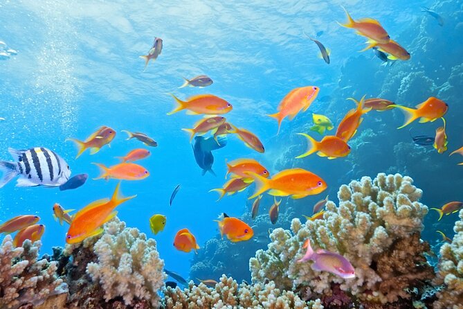 Half-Day Puerto Morelos Snorkeling Experience with Lunch - Guide quality: the difference between okay snorkeling and a memorable one