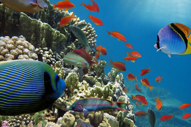 Half-Day Puerto Morelos Snorkeling Experience with Lunch - Scheduling and meeting-point issues: where things can go sideways