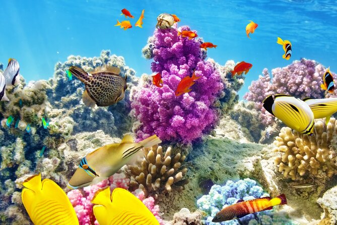 Half-Day Puerto Morelos Snorkeling Experience with Lunch - Wildlife expectations: what you might see, and what you should not promise yourself