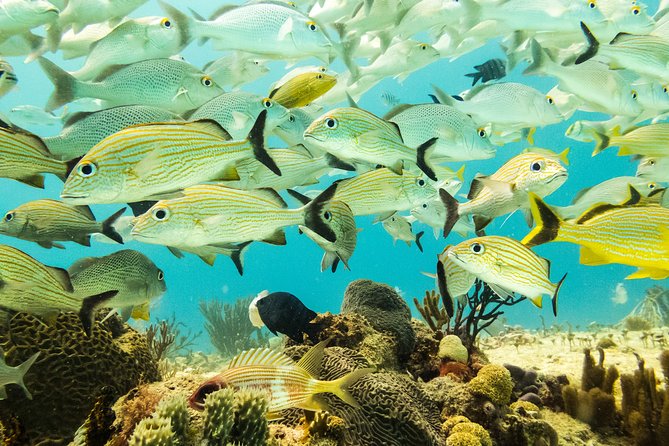 Half-Day Scuba Diving in Playa del Carmen for Small-Group - Gear, safety briefing, and certification checks that keep things tidy