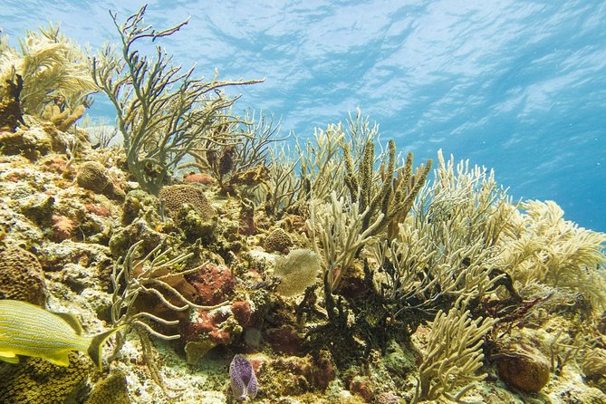 Half-Day Scuba Diving in Playa del Carmen for Small-Group - Guide quality is the difference between good and memorable