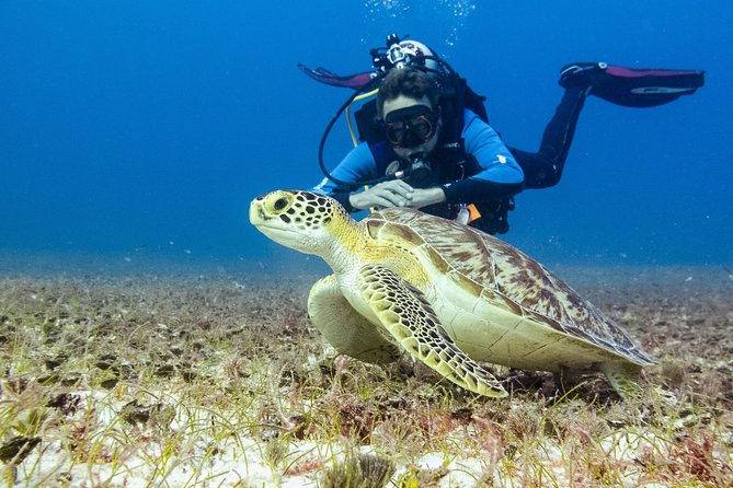 Half-Day Scuba Diving in Playa del Carmen for Small-Group - If weather changes, you still have options