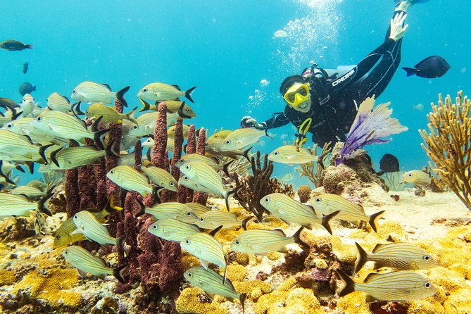 Half-Day Scuba Diving in Playa del Carmen for Small-Group - Morning sessions for Advanced Open Water, afternoon sessions for Open Water