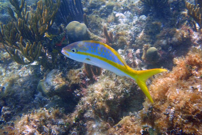 Half-Day Tour Discovering Sian Ka´an with Lunch - What Wildlife Sightings Feel Like in Real Time